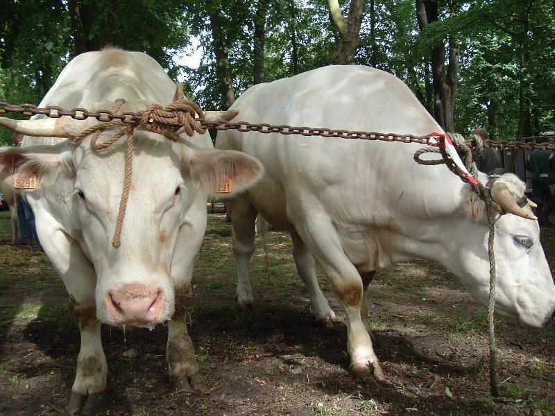 comice agricole conches en ouche