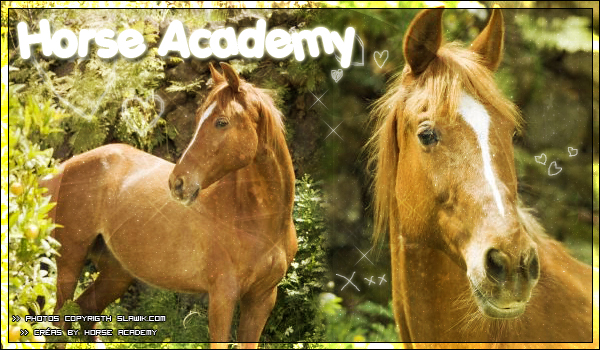 Forum Horse Academy