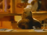 http://www.casimages.com/img/0704010358044219439132.gif