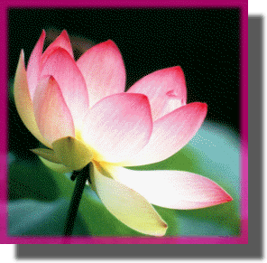 http://www.casimages.com/img/gif/070519103548576502.gif