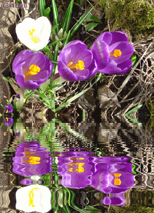 http://www.casimages.com/img/gif/070607062506668890.gif