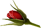 http://www.casimages.com/img/gif/07091003122338481200533.gif