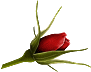http://www.casimages.com/img/gif/07091003123038481200534.gif