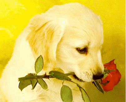 http://www.casimages.com/img/gif/0709120840081217863.gif