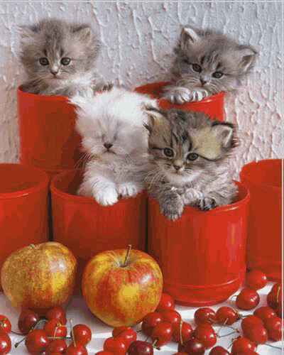 Image hberge par Casimages.com : votre hbergeur d images simple et gratuit