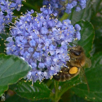 La fin des abeilles aurait-elle sonné ?
