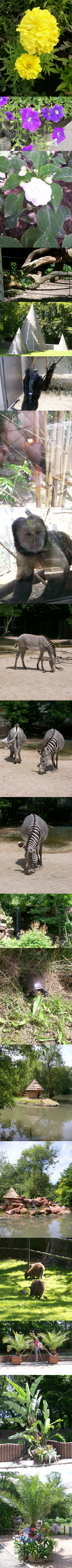 Sortie au Zoo de Mulhouse le 24 juin 2007