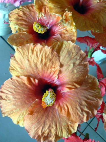 Image hébergée par Casimages.com : votre hébergeur d images simple et gratuit