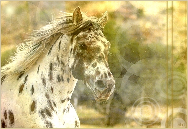 Young Celebrity Stables