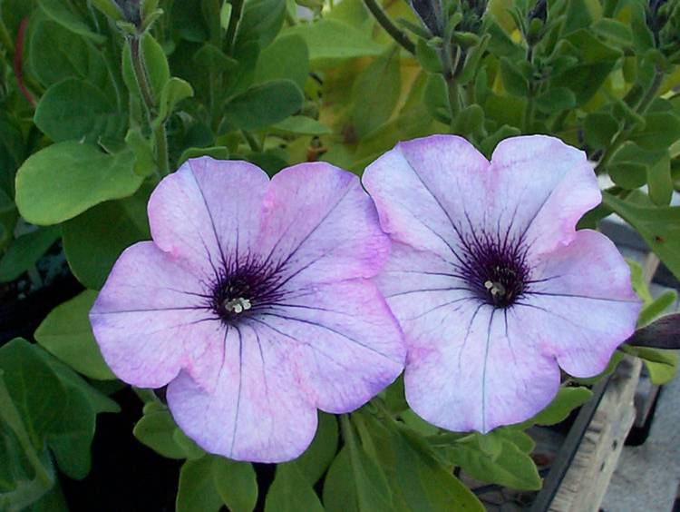 Image hébergée par Casimages.com : votre hébergeur d images simple et gratuit