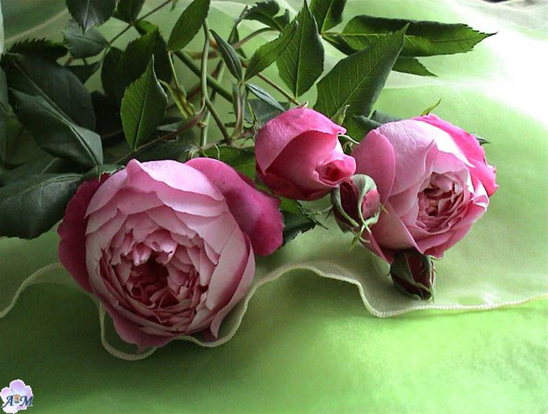 Image hébergée par Casimages.com : votre hébergeur d images simple et gratuit