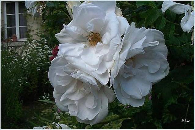 Image hébergée par Casimages.com : votre hébergeur d images simple et gratuit