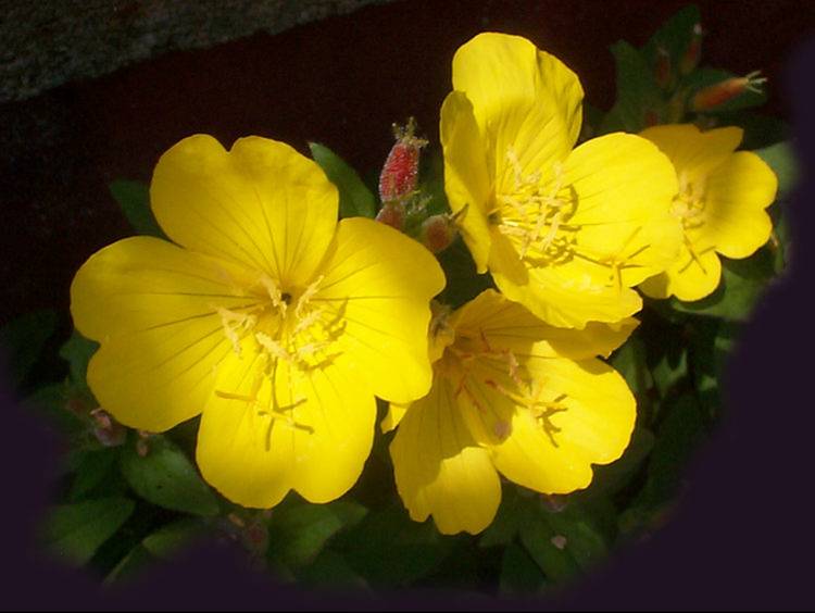 Image hébergée par Casimages.com : votre hébergeur d images simple et gratuit