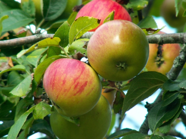 Pas chers, les fruits de mon blog ! Achetez les fruits de mon blog ! Allez allez ! On ne fait pas les timides et on vient croquer mes belles pommes !