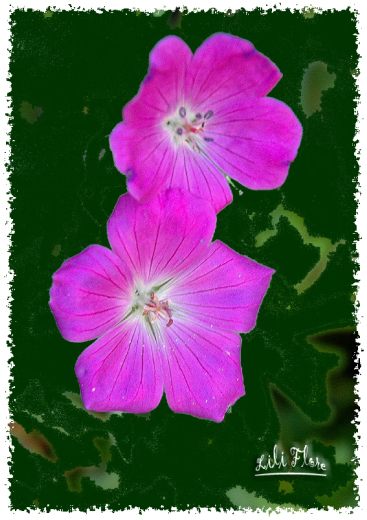 Image hébergée par Casimages.com : votre hébergeur d images simple et gratuit