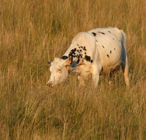 Vaches espagnoles ?