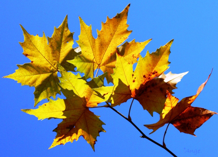 Image hébergée par Casimages.com : votre hébergeur d images simple et gratuit