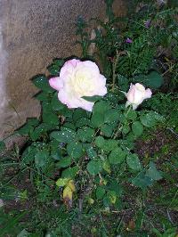 Hebergement gratuit d image et photo