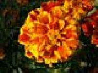http://www.casimages.com/img/jpg/mini_070612104926689759.jpg
