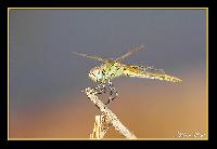 Hebergement gratuit d image et photo