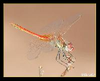 Hebergement gratuit d image et photo