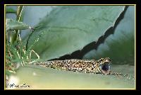 Hebergement gratuit d image et photo