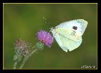 Hebergement gratuit d image et photo