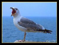 Hebergement gratuit d image et photo
