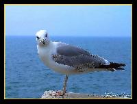 Hebergement gratuit d image et photo