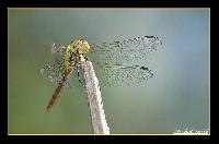 Hebergement gratuit d image et photo