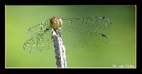 Hebergement gratuit d image et photo