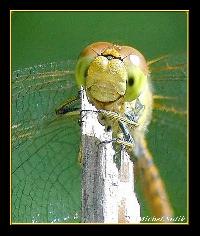 Hebergement gratuit d image et photo