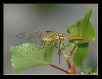 Hebergement gratuit d image et photo