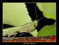 Hebergement gratuit d image et photo