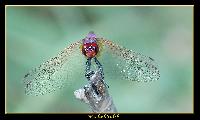 Hebergement gratuit d image et photo