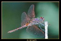 Hebergement gratuit d image et photo