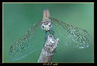 Hebergement gratuit d image et photo