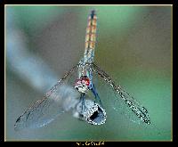 Hebergement gratuit d image et photo