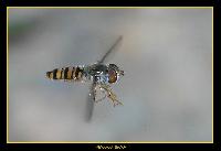 Hebergement gratuit d image et photo