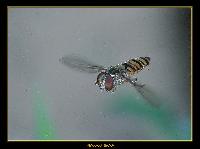 Hebergement gratuit d image et photo