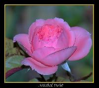 Hebergement gratuit d image et photo
