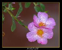 Hebergement gratuit d image et photo