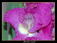 Hebergement gratuit d image et photo