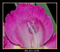 Hebergement gratuit d image et photo