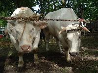 Comice agricole de Conches en Ouche