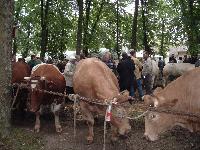 Concours R�gional: le Comice Agricole de Conches en Ouche