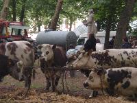 Reportage photos sur le Comice annuel de Conches