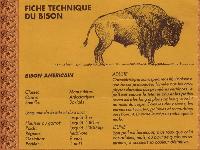 BISON 009
