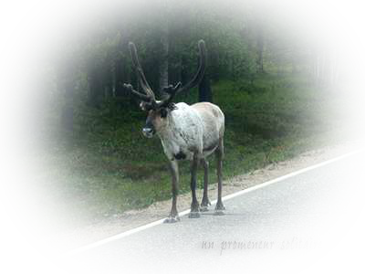 Cliquez ici pour voir les photos de la Finlande