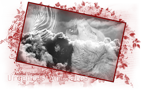 Urgences Animales
